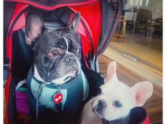 -萌宠之家·腊肠犬·马尔泰·小体犬舍