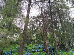 -寂照庵