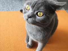 -米宠家·撸猫猫咖小萌宠·猫咪洗澡·猫咪寄养(高新大都荟店)