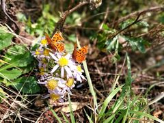 -白草畔自然风景区