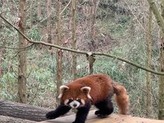 -都江堰中华大熊猫苑