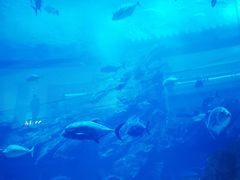 -迪拜水族馆及水下动物园
