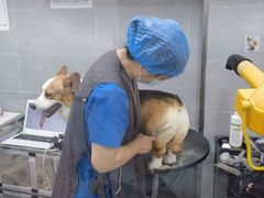 -宠福鑫康馨动物医院·骨科·眼科