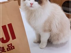 -COLOR PETS 撸猫馆·购猫·猫咖(长风大悦城店)