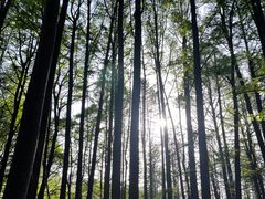 -波尔登森林公园