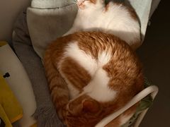 -pd派德宠物中心医院24H急重症·眼科中心·血液透析中心(嵩山北路店)