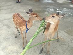 -鹿境梅花鹿生态园区