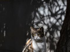 -龙华寺