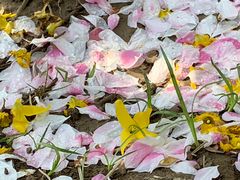 -海棠花溪(元大都城垣遗址公园)