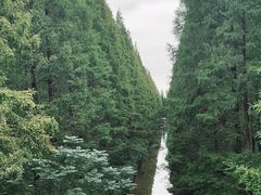 -黄海国家森林公园