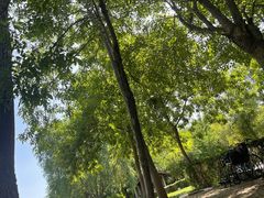 -塘沽森林公园