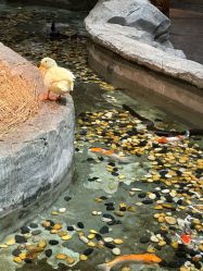 -Zoolung Zoolung动物主题公园(海信广场店)