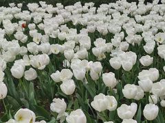 -上海鲜花港