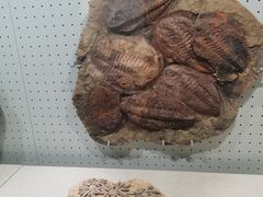 -辽宁古生物博物馆