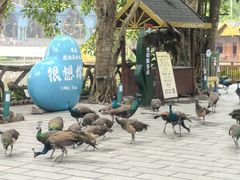 -西双版纳原始森林公园