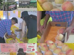 -老袁家蜜桃农场·阳山水蜜桃