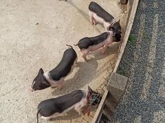 -前小桔亲子创意农场·草莓采摘·露营烧烤