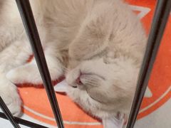 -1013 PET SHOP精品宠物商店(丁香店)