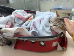 -宠颐生中康贝怡动物医院