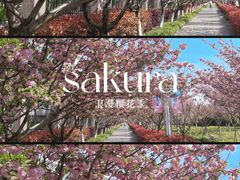 -高东镇樱花园