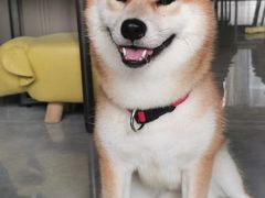 -萌宠之家·腊肠犬·马尔泰·小体犬舍