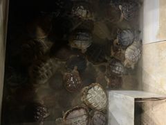 -龟场私房菜