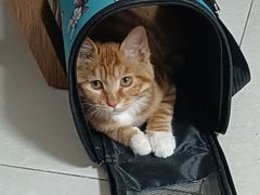 -纳吉亚猫专科动物诊疗中心(蒋宅口分院)