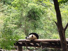 -都江堰中华大熊猫苑