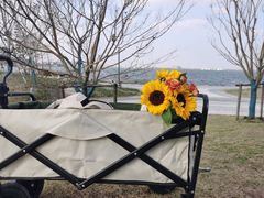 -春花秋色城市公园