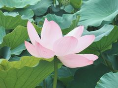 -莲池书院博物馆