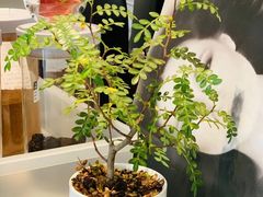 -Seesaw Coffee(上生新所店)