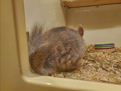 -龙猫仔乐园(惠福东路店)