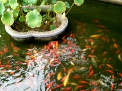 -豫园湖心亭茶楼