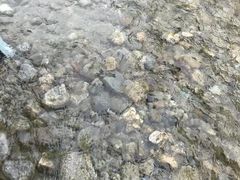 -虹口漂流
