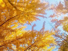 -三里屯东五街银杏大道