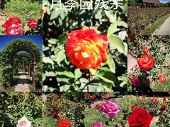 -上海滨江森林公园