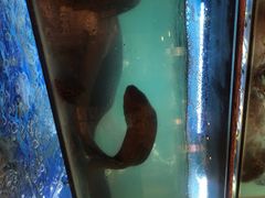 海曼鱼-南海渔家•海鲜•正宗海南菜(海棠湾店)