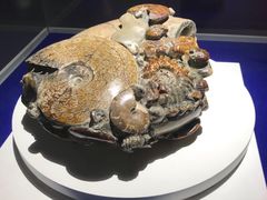 -贝壳王国博物馆