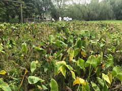 -溱湖国家湿地公园