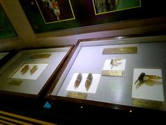 -上海昆虫博物馆