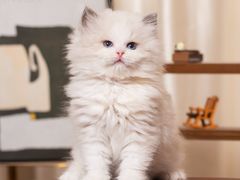 -小猫来了·猫舍(红山六九七九店)