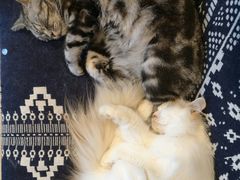 -平行世界·猫咖(首经贸店)