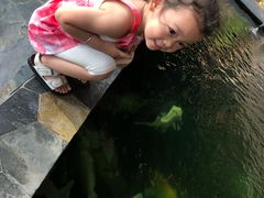 -卷心菜和避孕套餐厅(Pattaya)