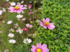 -广西壮族自治区药用植物园