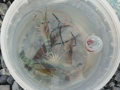 -DGE季风钓虾营地·团建·聚会