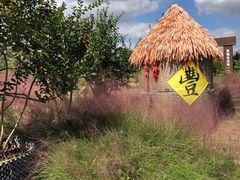 -东平国家森林公园