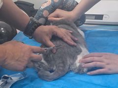 -艾贝尔宠物医院·24H转诊中心·肿瘤猫专科(江宁双龙店)
