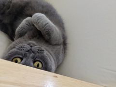 -鼓捣猫呢主题猫咖店