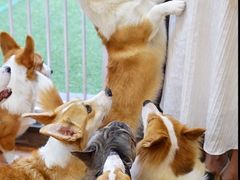 -柯斗斗主题餐厅·狗咖·围炉煮茶·茶饮(国瑞升平里店)