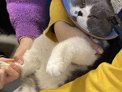 -乐派堂宠物医院·猫友好· 心脏科(东街店)